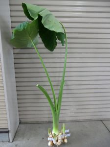 畑の記録、里芋畑🌱, 里芋の葉っぱで隠れんぼできるくらいに大きくなりました。, 里芋の葉の下を草取りしながら進みます。, 日陰で涼しい！,ここに隠れておけば、永遠にサボれます。,やーやまや大分県organicfarming杵築市国東半島japan里芋