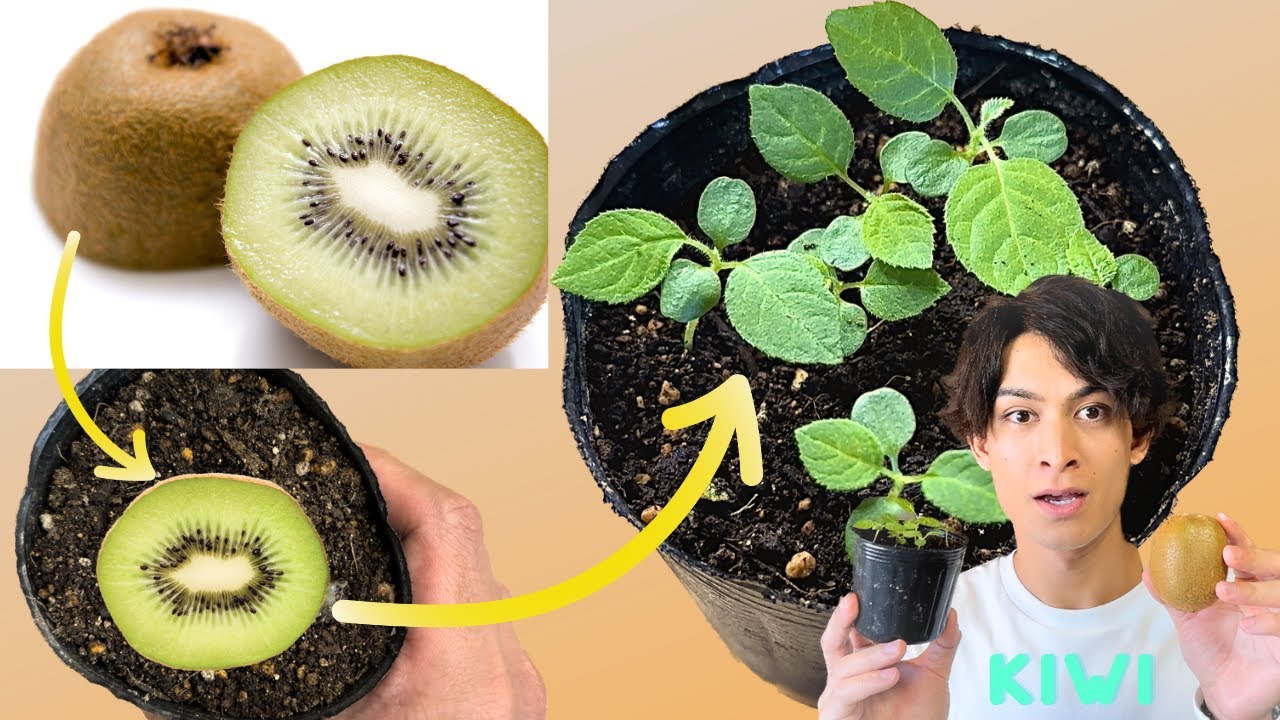 キウイフルーツの育て方