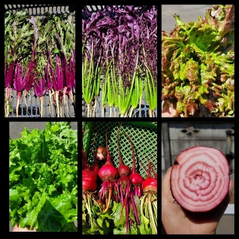 立川の野菜はおいしい！たらった 立川