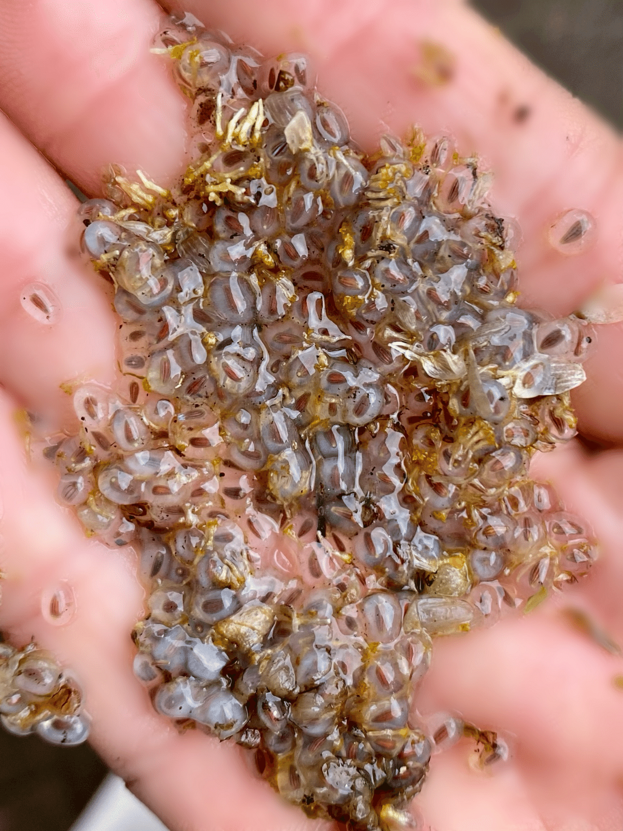 アトア・神戸 思わずギョッとするリアル感！カエルをモチーフにしたミント＆ライム味の爽やかなドリンクが水族館カフェに登場！株式会社アクアメントのプレスリリース