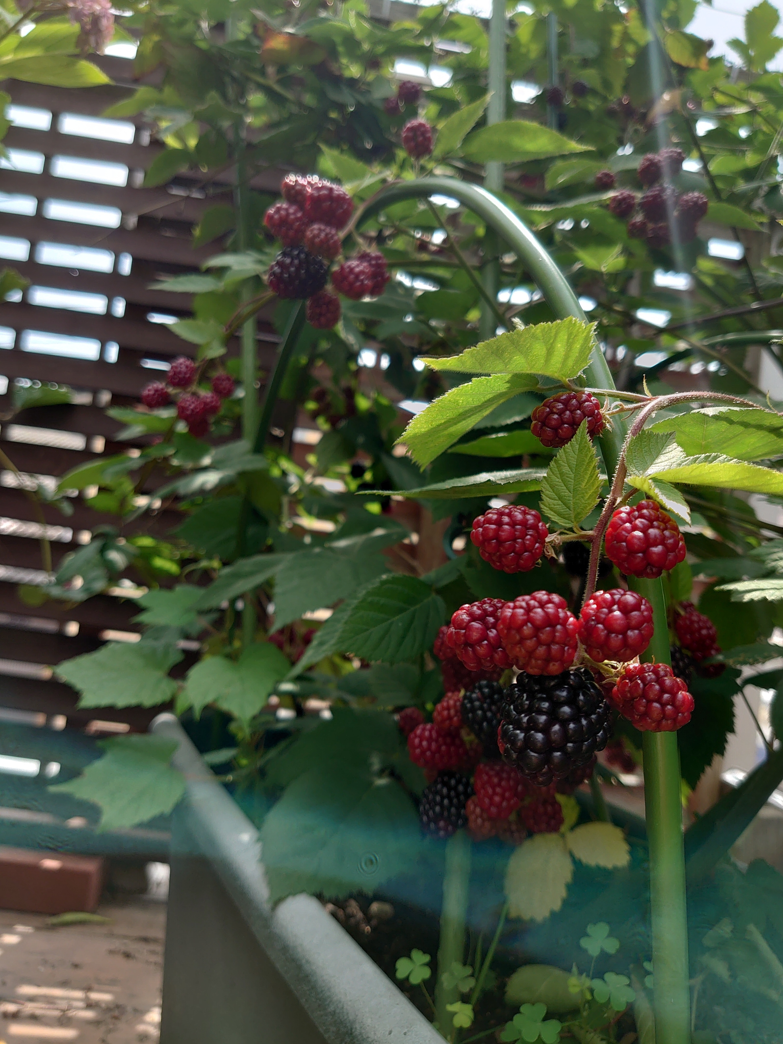 ブラックベリーの種が気になる？ 種の正体から食べ方、育て方