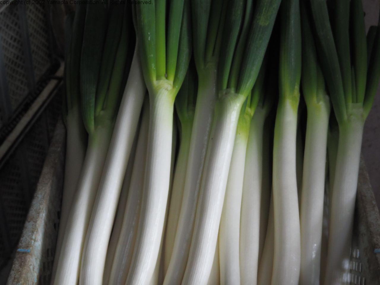 先住ネギ せんじゅねぎ ・白ねぎ:旬の野菜百科