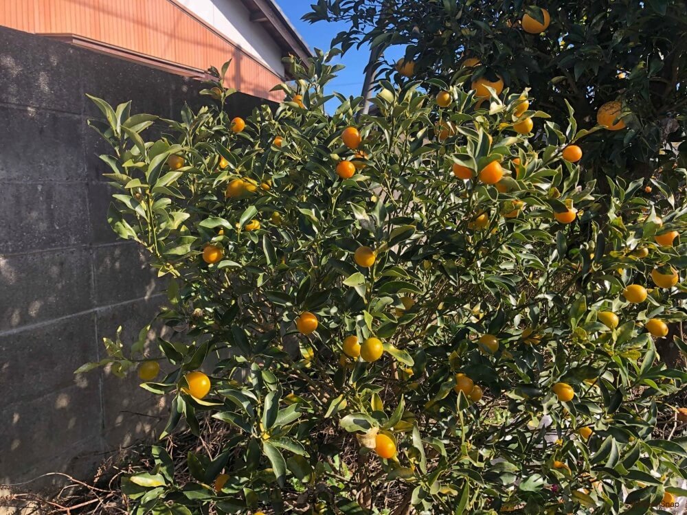 私の剪定記録NO,31キンカン 金柑 庭木 大きな玉物 としての手入れ 2022.10.05字幕