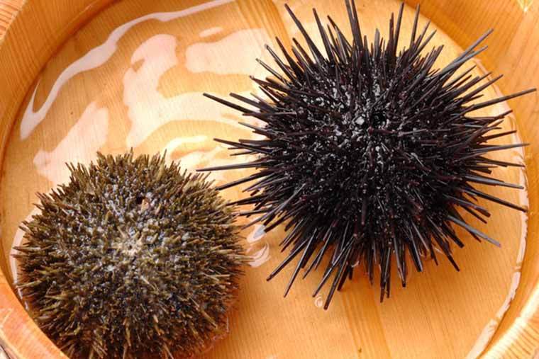 ウニ 海胆 海栗 雲丹 うにの目利きと料理 : 旬の魚介百科