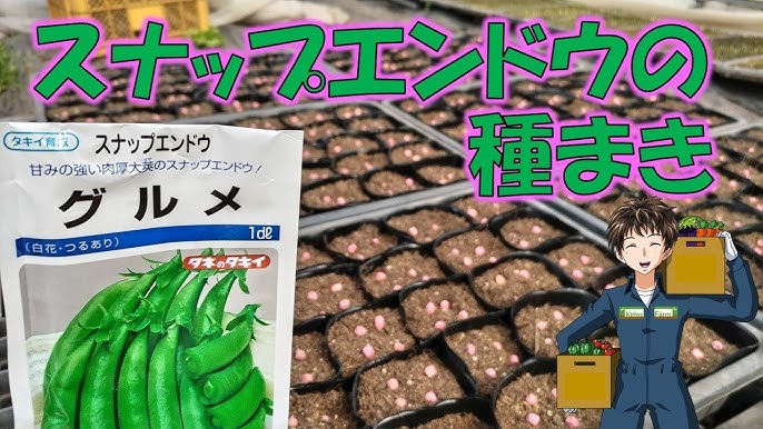 エンドウ 種から の記録「春まきスナップエンドウの定植」：ペンギンさんの日記 by 菜園ナビ