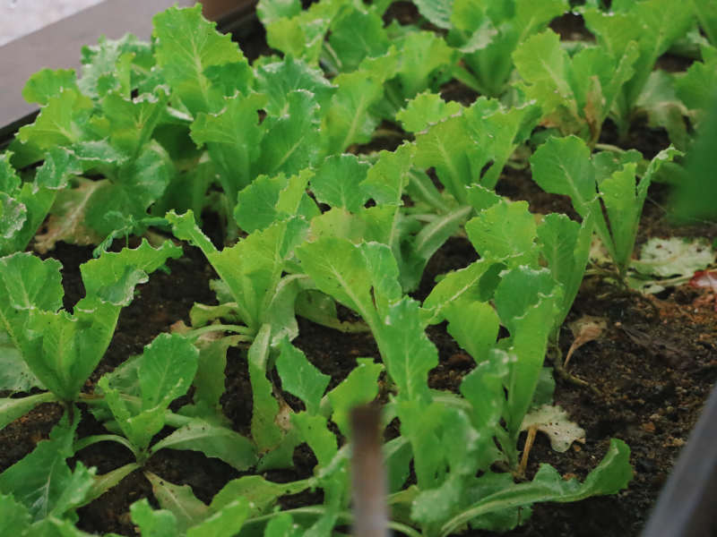 ルッコラの育て方プランター栽培・水耕栽培の方法を解説しますとなりのカインズさん