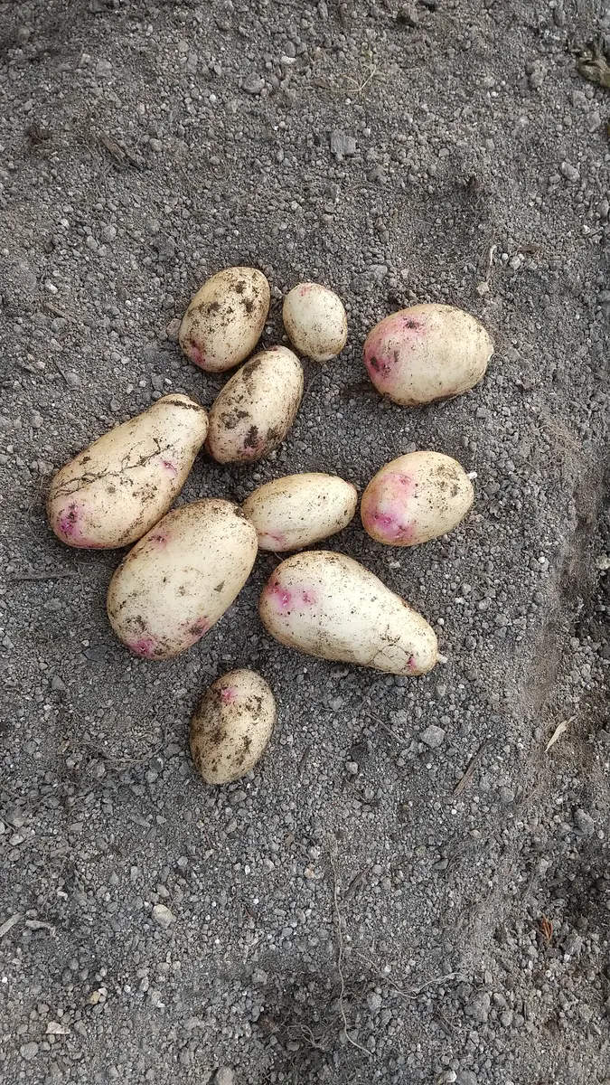 ジャガイモ アンデス赤 タネイモ 1kg1組