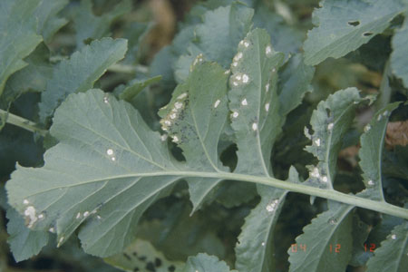 生姜の表面に白い膜が! なんじゃこれ?日本一周、世界一周 もふP