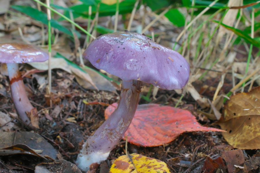 □Clavaria zollingeriムラサキホウキタケ