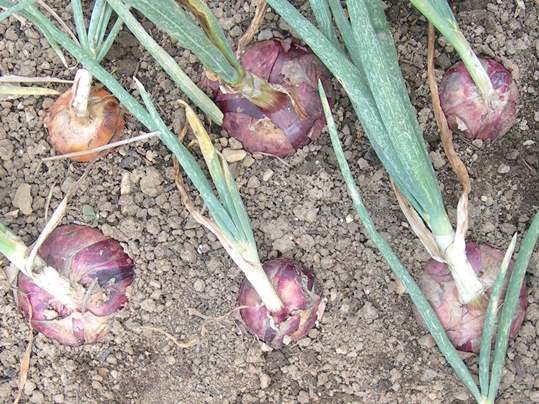 再生栽培 リボベジ-紫たまねぎ編-花も食べられる！ウィリーWheelie