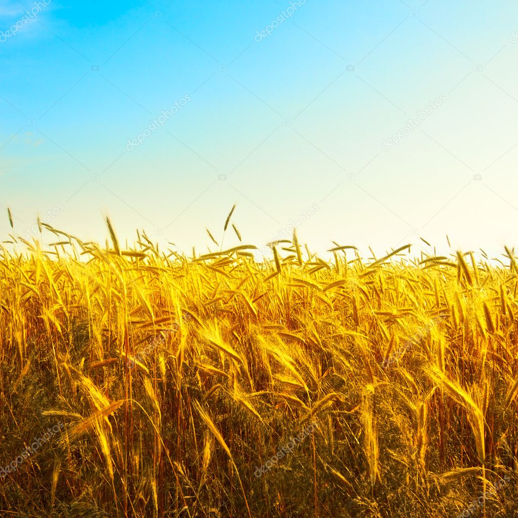 麦穗至成熟饱满时价格报价行情- 京东