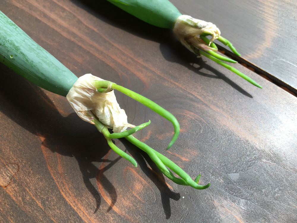 花咲ジジイの「花」麗なる毎日: ネギ坊主的な