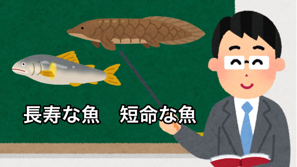 魚の寿命と長寿の魚の特徴フナの寿命Theフナ
