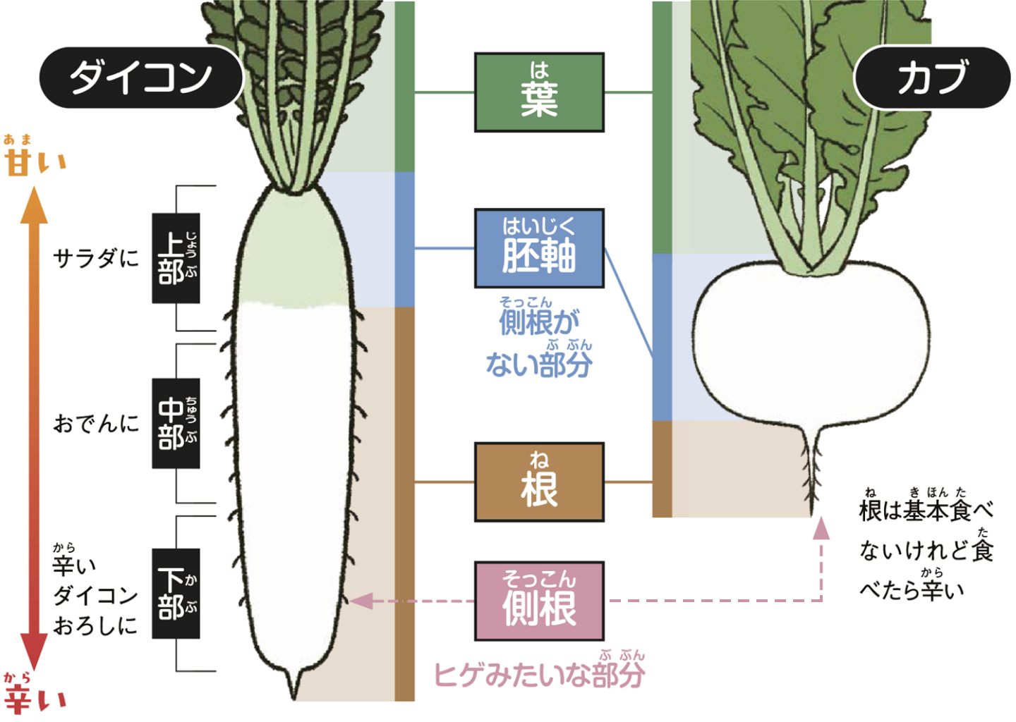 ダイコンが青くなるみんなのひろば日本植物生理学会