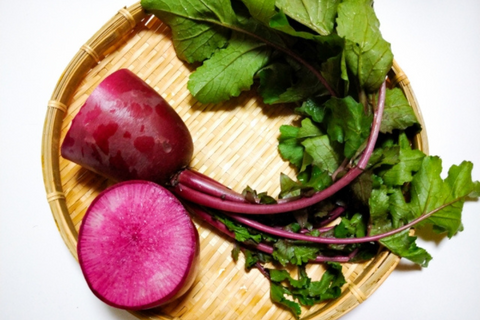 赤いダイコン 赤大根 紫大根の主な19品種一覧：旬の野菜百科