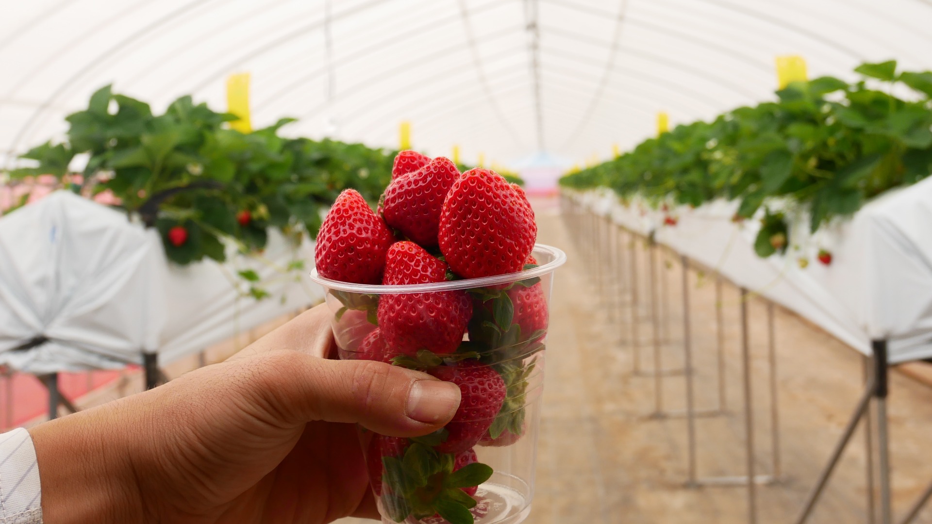 久留米の夏のフルーツ狩り久留米フルーツナビ フルーツ狩りを楽しもう