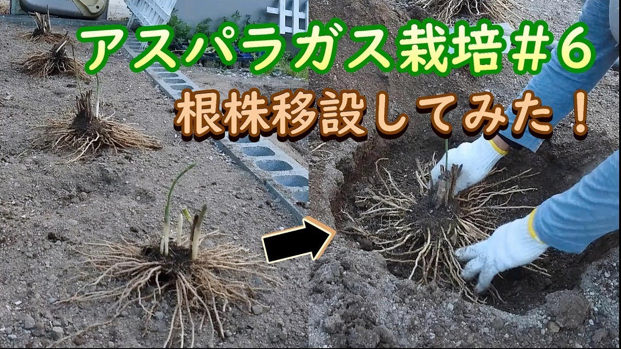 缶詰の味と食感とは別物!家庭菜園で手軽にホワイトアスパラガス作り