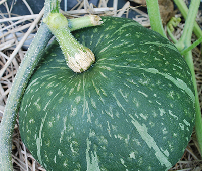 カボチャの育て方プランター栽培、肥料も解説 – 自然暮らし