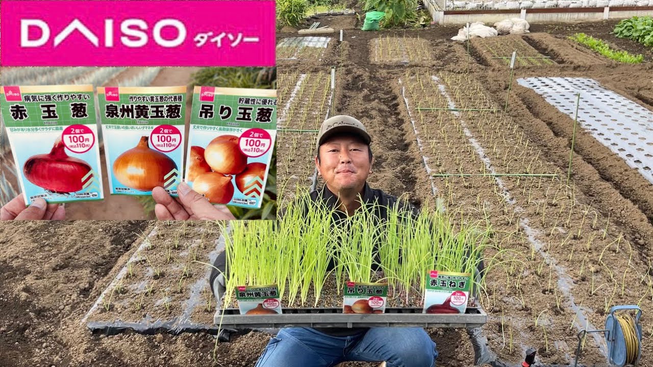 見つけたとき思わずカゴに入れた、DAISO ダイソー の「野菜保存容器 玉ねぎ型 」をご紹介します♪ 出典元📝https:4meee.com articles view 300435054yuuu100均プチプラコスパ100円ダイソーDAISOダイソー購入品ダイソー便利グッズ便利グッズ100均