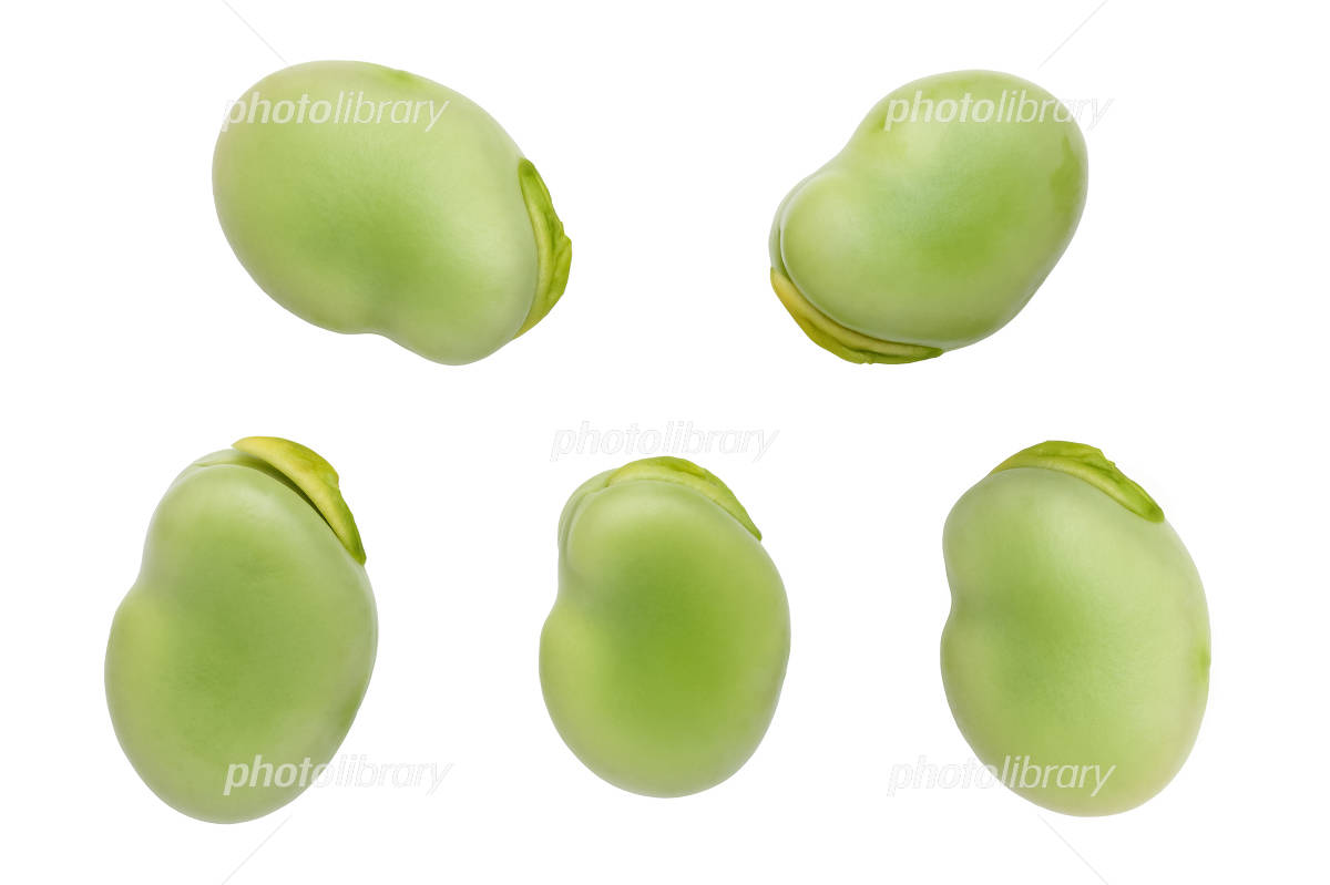 そら豆の写真素材2803533- PIXTA