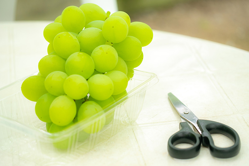 シャインマスカットを長くおいしく保存する方法