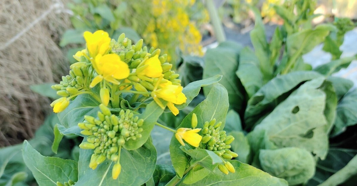 菜の花の類や食用菊など花野菜の一覧旬の食材百科