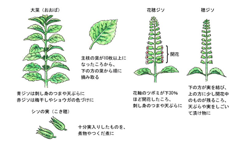 赤紫蘇の実 赤じその実、穂紫蘇、穂じそ☆農薬や化学肥料は使用しておりません 埼玉県産 約１０ｃｍぐらいの長さのものを２０本！ :畑からの贈り物きづファーム - 通販 - Yahoo!ショッピング