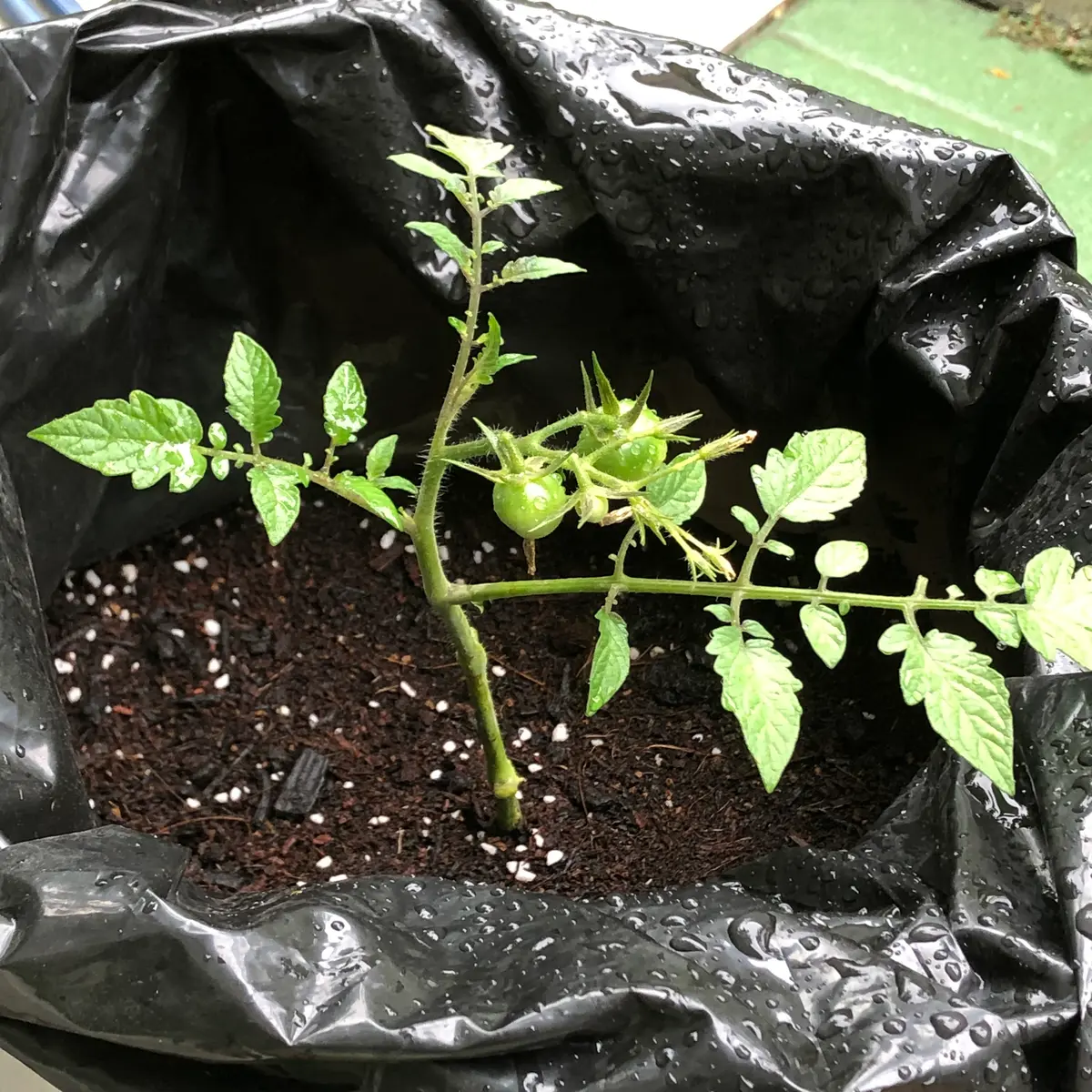 裏技で絶品！味しみ肉豆腐🍲 だし引きからワンパンで完成しちゃう肉豆腐♪ お店のような味わいでお酒のあてにもぴったりです。 ＼作ってみたい！と思ったら、いいね と 保存 よろしくお願いいたします！材料2人分木綿豆腐：150g 豚バラ薄切り肉：150g 長ネギ