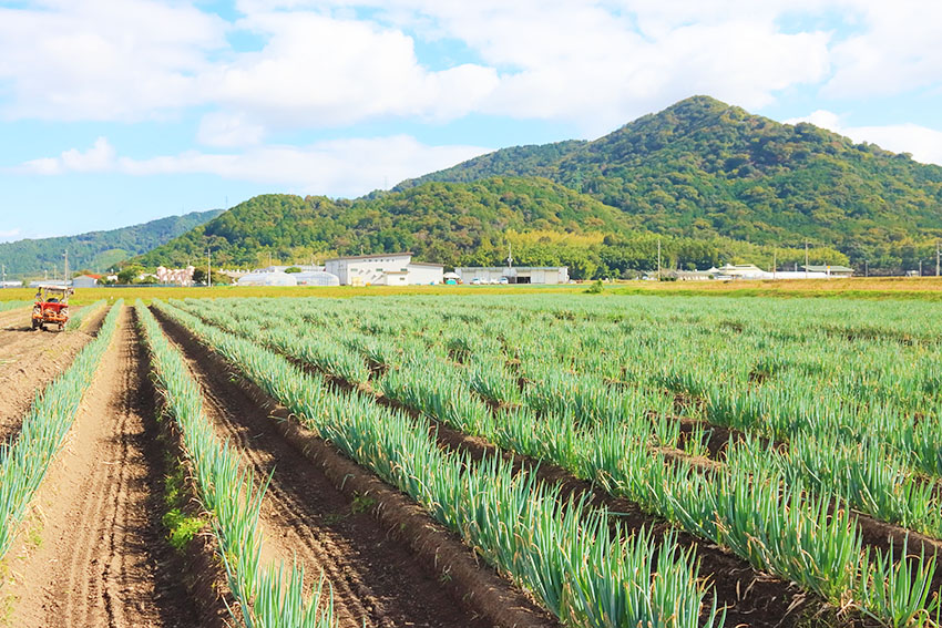 JGAP認証 ネギ 10キロ 5キロ×2訳あり:秋田県産のねぎ食べチョク産地直送 産直 お取り寄せ通販 - 農家・漁師から旬の食材を直送