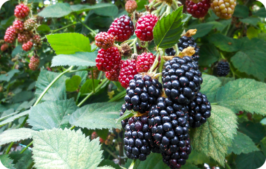 イアンがお届けするBritish food Summer BerriesBRITISH MADE