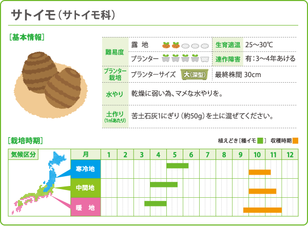 プロのサトイモ農家によるサトイモの植付から収穫までさとっちゃん菜園 ガーデニング