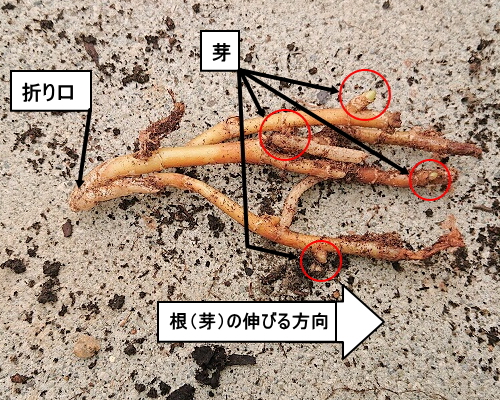 ミョウガの芽の紹介とミョウガタケの収穫 作り方味 2023年4月18日