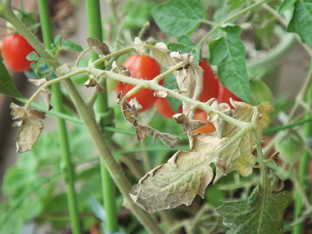島根県：トマトサビダニ トップしごと・産業農林業技術情報農業技術情報病害虫防除所病害虫データベース 目次トマト