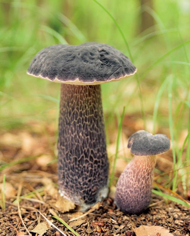 食用キノコ、コムラサキシメジ シメジの写真素材・画像素材 Image 30826665