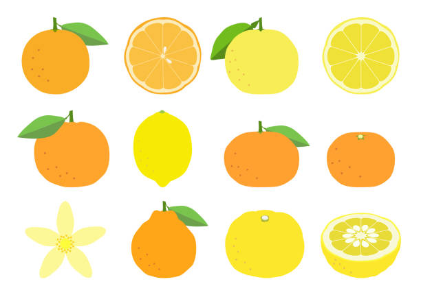 みかんの花花言葉や開花時期をわかりやすく解説となりのカインズさん