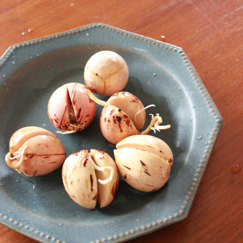 アボカドの種 水耕栽培に挑戦。カリッとした毎日