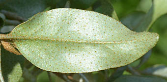 ロシアンオリーブヤナギバグミ 60-70cm 5号鉢 - メルカリ