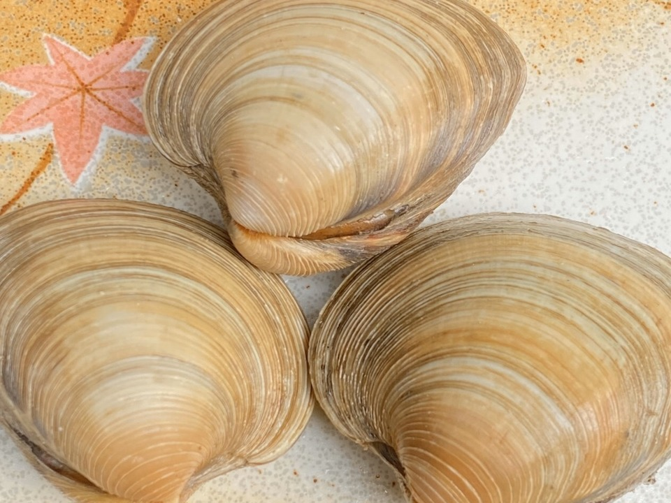 ハマグリ蛤 の特徴・生態、食べ方や旬、料理を徹底解説！ とともん