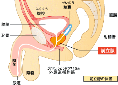 新装版 「気持ちいいオシッコ」のすすめ 泌尿器科トラブルはこれで解決! | 渋谷