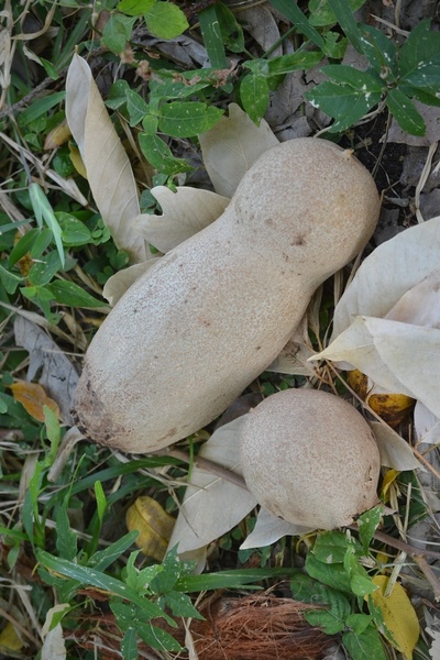 ソーセージノキ