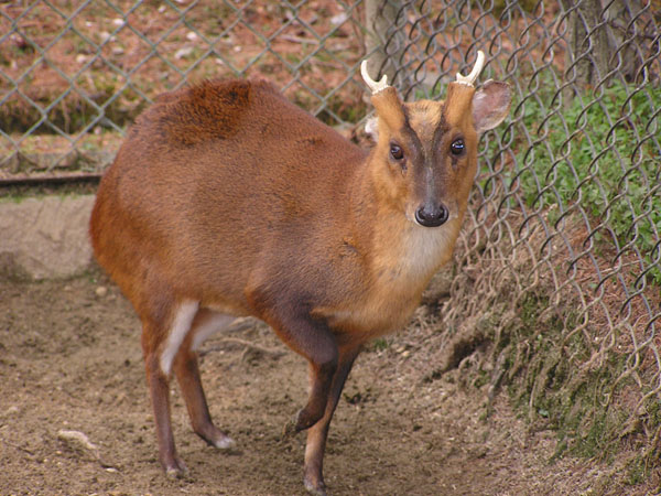 楽天市場 キョン肉の通販