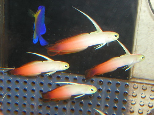 野草食日記 55 夏向きの美味しい野草 ミョウガタケとヤブミョウガ 見分け方のポイントなな艸ななくさ