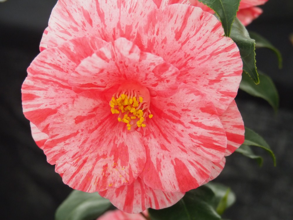 わたしたちについて八重椿本舖