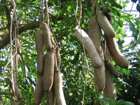 初見！ソーセージの木の実の中身 - F特派員の“今”を見る！～旬の情報をお届け