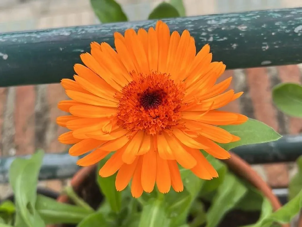 Calendula officinalis(トウキンセンカ)の種類や特徴 わかりやすく解説 Weblio辞書