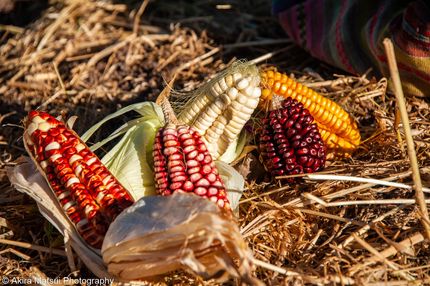 畑のスイーツ 甘くて香ばしいトウモロコシ特集&レシピ紹介かごしまぐるりかごしまぐるり よみもの