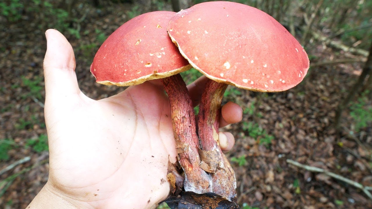 毒キノコを食す 笑いが止まらなくなる