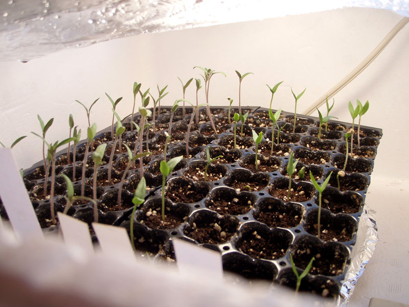 農家直伝 ピーマンの栽培方法。初心者でも安心！ 畑・プランター別の育て方を紹介マイナビ農業