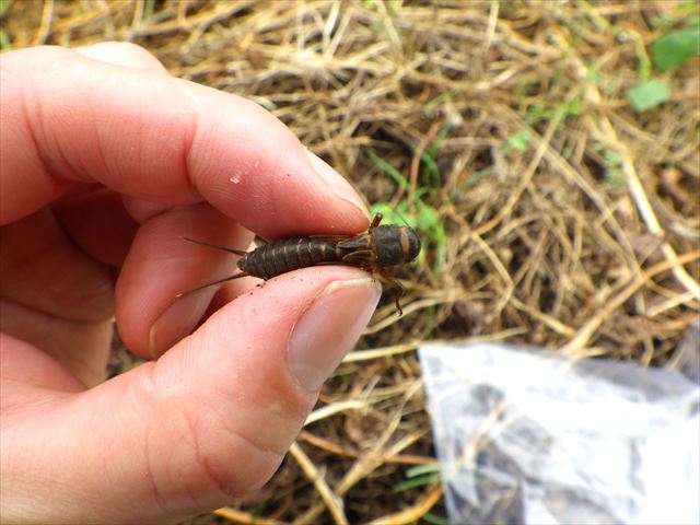 タイの通りのエキゾチックな食べ物。食用の揚げ甲、コオロギ。スタジオ写真の写真素材・画像素材 Image 92856795