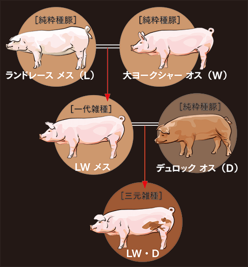豚かたまり肉の各部位の特徴って？これって正解？料理のハテナオレンジページnet